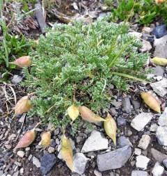 Gray's Point-vetch thumbnail 1
