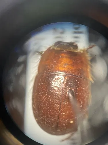 Ciliate Dune Beetle