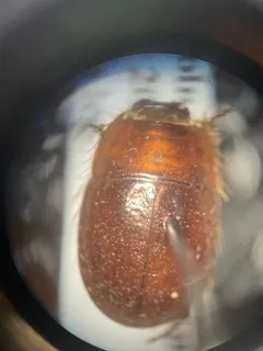 Ciliate Dune Beetle thumbnail 1