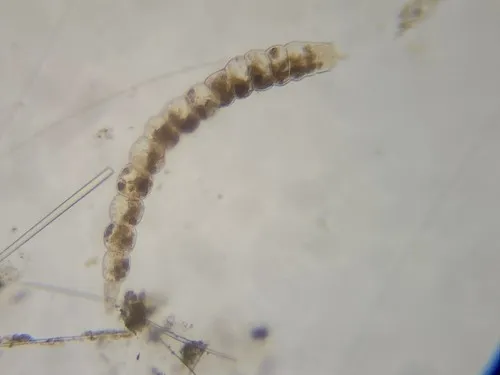 Laevidentalina emaciata