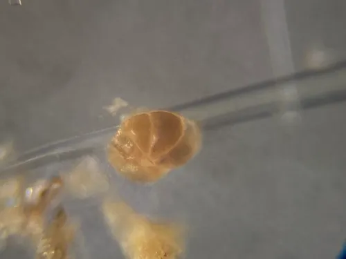 Lobatula lobatula
