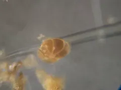 Lobatula lobatula thumbnail 1