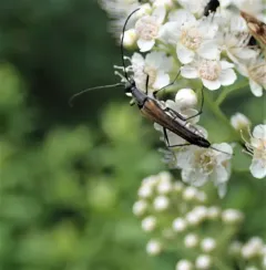 Strangalia acuminata thumbnail 2