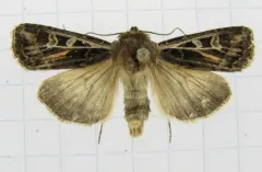 Ridings' Dart Moth thumbnail 4