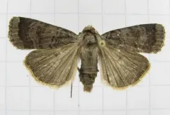 Red cutworm thumbnail 2