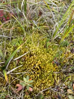 Turgid Aulacomnium Moss thumbnail 2