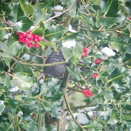 Black Rat