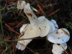 Hygrophorus pusillus thumbnail 3