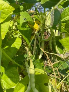 Common Bean thumbnail 3