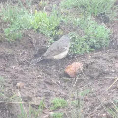 American Pipit thumbnail 4
