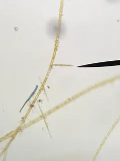 Ulnaria ulna thumbnail 2