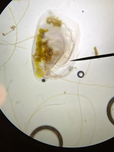 Simocephalus mixtus