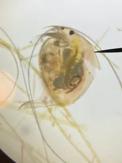 Picripleuroxus denticulatus thumbnail 2
