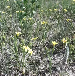 Wyoming Flax thumbnail 1