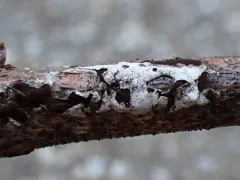 Diderma alpinum thumbnail 4