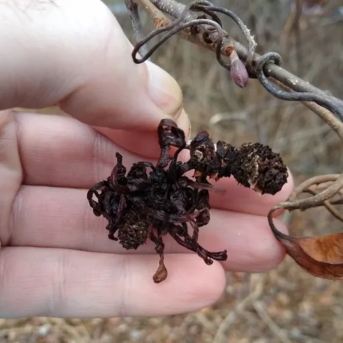 Eastern American alder tongue gall fungus