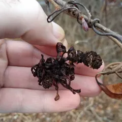 Eastern American alder tongue gall fungus thumbnail 1