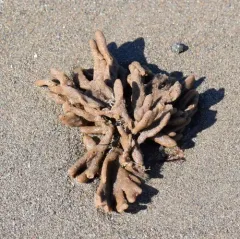 Mermaid's Glove thumbnail 4