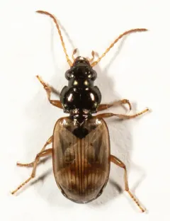 Bembidion flohri thumbnail 3