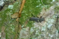 Tetropium schwarzianum thumbnail 4