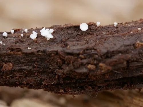 Dasyscyphella nivea