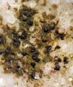 Verrucaria muralis thumbnail 1