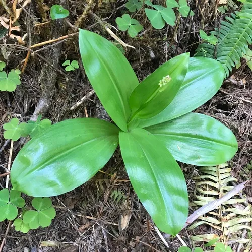 Andrews' Clintonia