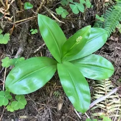 Andrews' Clintonia thumbnail 1