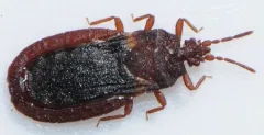 Aneurus fiskei thumbnail 2