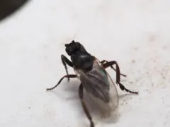 Sphaerocera curvipes thumbnail 4
