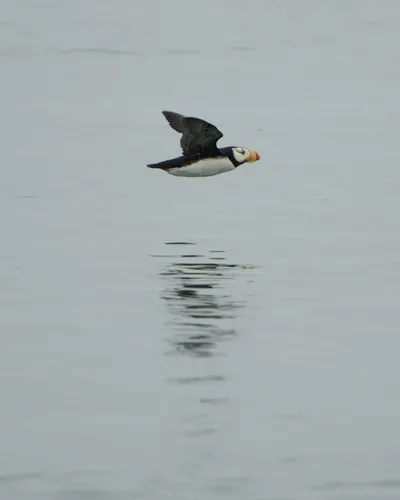 Horned Puffin