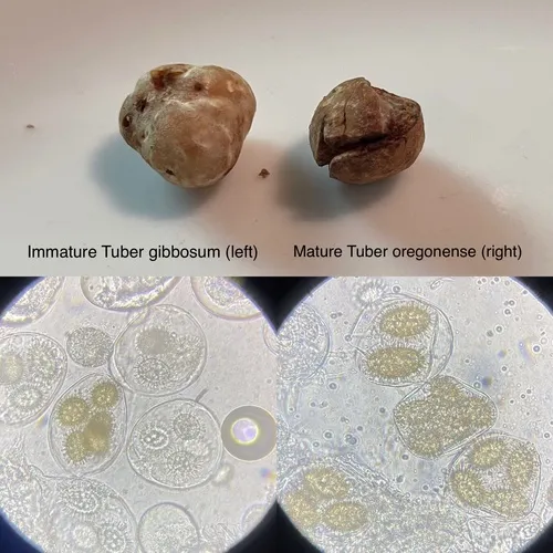 Spring Oregon White Truffle
