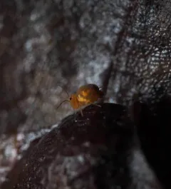 Dicyrtoma aurata thumbnail 4