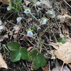 round-lobed hepatica thumbnail 3