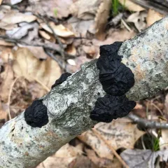 Black Witches' Butter thumbnail 4