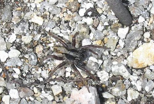 Painted Wolf Spider