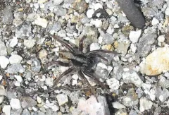 Painted Wolf Spider thumbnail 1