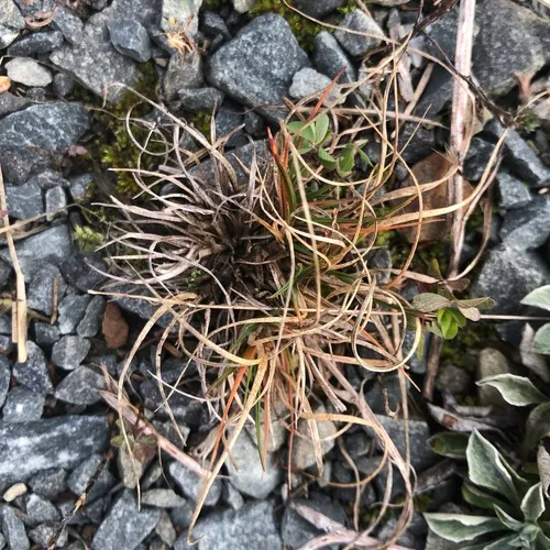 Poverty oatgrass