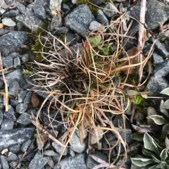Poverty oatgrass thumbnail 1