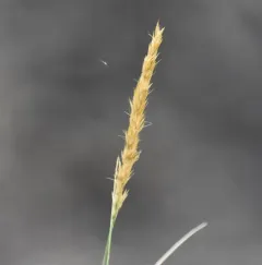spike trisetum thumbnail 2