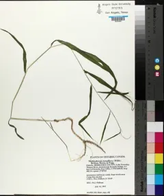 Slim-flower Muhly thumbnail 4