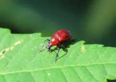 Sumac Leafrolling Weevil thumbnail 2