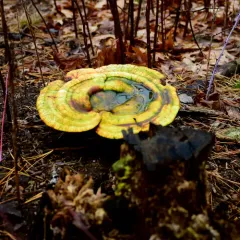 golden reishi thumbnail 3