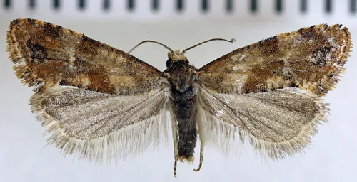 Platphalonidia felix