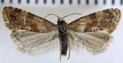 Platphalonidia felix thumbnail 1