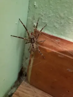 Mediterranean Spiny False Wolf Spider thumbnail 3