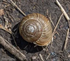 Idaho Forestsnail thumbnail 2