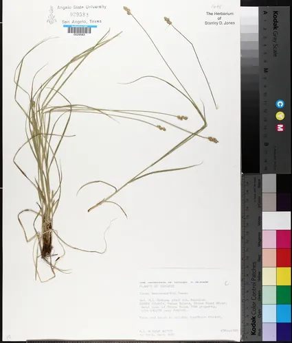 Leavenworth's sedge