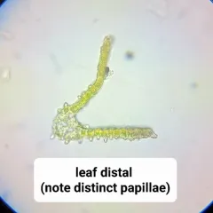 Papillose Bloom Moss thumbnail 3