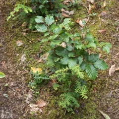 European beech thumbnail 2